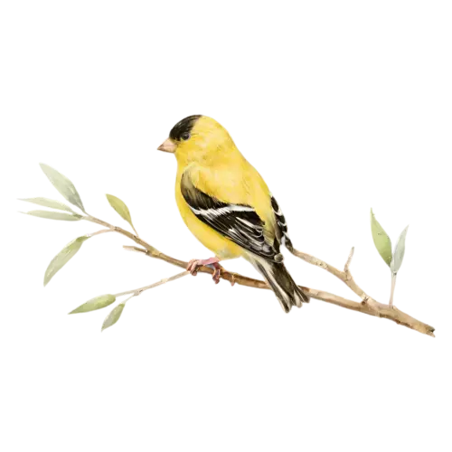 American Goldfinch perched on a branch in side profile, a bright lemon-yellow body with a black cap and black-and-white wings, watercolor painting, transparent background