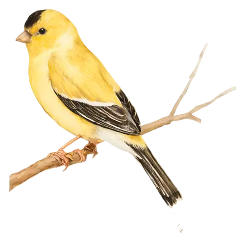 American Goldfinch on a slender branch looking forward, a bright lemon-yellow body with a black cap and black-and-white wings, watercolor painting, transparent background