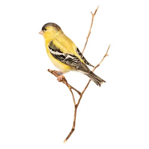American Goldfinch perched with head turned, a bright lemon-yellow body with a black cap and black-and-white wings, watercolor painting, transparent background