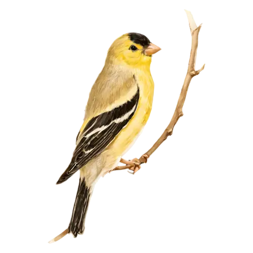 American Goldfinch on a leafy twig, a bright lemon-yellow body with a black cap and black-and-white wings, watercolor painting, transparent background