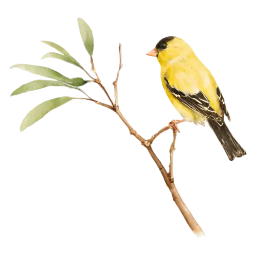 American Goldfinch perched upright on a branch, a bright lemon-yellow body with a black cap and black-and-white wings, watercolor painting, transparent background