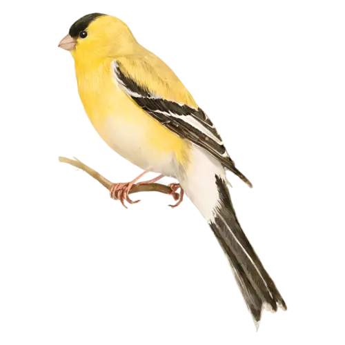 American Goldfinch on a branch showing fine feather detail, a bright lemon-yellow body with a black cap and black-and-white wings, watercolor painting, transparent background