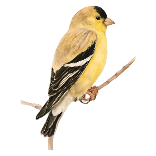 American Goldfinch alert on a thin branch, a bright lemon-yellow body with a black cap and black-and-white wings, watercolor painting, transparent background