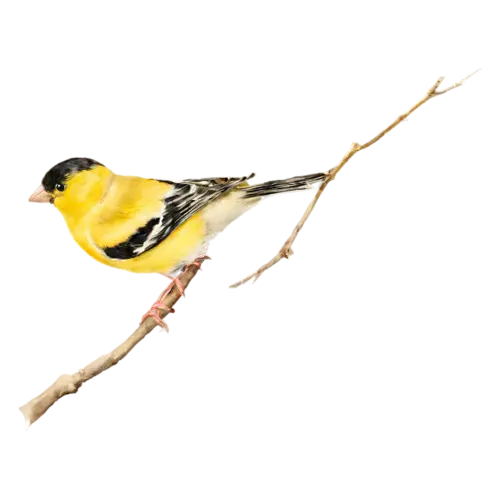 American Goldfinch on a budding branch in three-quarter view, a bright lemon-yellow body with a black cap and black-and-white wings, watercolor painting, transparent background