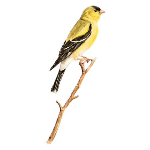 American Goldfinch perched calmly on a branch, a bright lemon-yellow body with a black cap and black-and-white wings, watercolor painting, transparent background