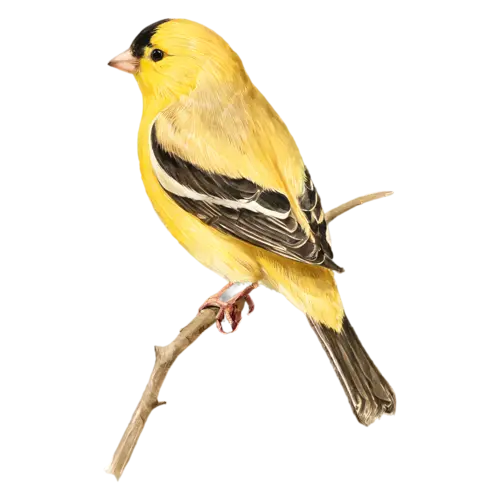 American Goldfinch on a branch painted in soft watercolor washes, a bright lemon-yellow body with a black cap and black-and-white wings, watercolor painting, transparent background