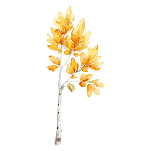 Aspen Tree with shimmering golden round leaves and white bark, a tall white-trunked aspen with shimmering golden round leaves, watercolor painting, transparent background