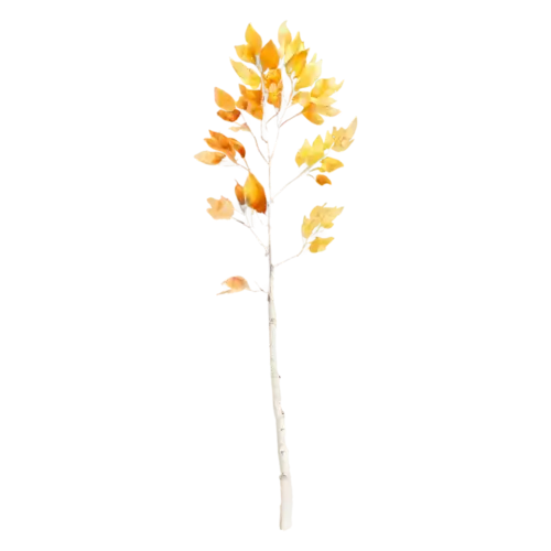 Aspen Tree tall and slender with bright gold autumn foliage, a tall white-trunked aspen with shimmering golden round leaves, watercolor painting, transparent background