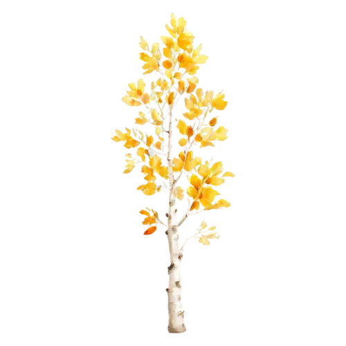 Aspen Tree with a column of quaking golden-yellow leaves, a tall white-trunked aspen with shimmering golden round leaves, watercolor painting, transparent background