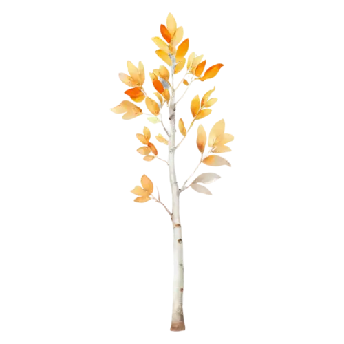 Aspen Tree young aspen with vivid yellow-orange leaves, a tall white-trunked aspen with shimmering golden round leaves, watercolor painting, transparent background