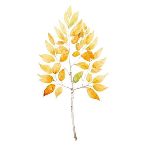 Aspen Tree with a slim white trunk and warm amber leaves, a tall white-trunked aspen with shimmering golden round leaves, watercolor painting, transparent background