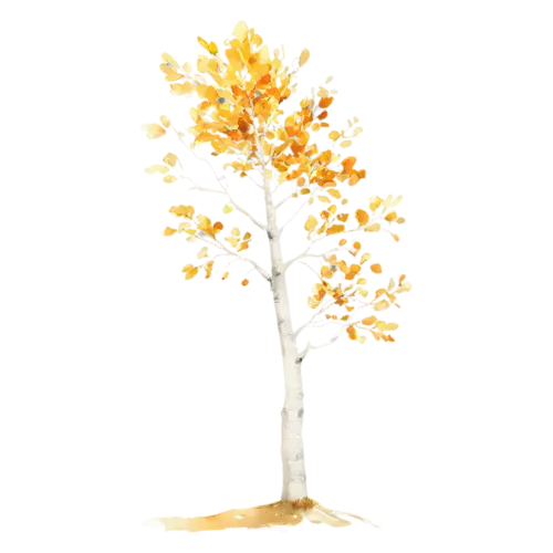 Aspen Tree showing a mix of green and golden turning leaves, a tall white-trunked aspen with shimmering golden round leaves, watercolor painting, transparent background
