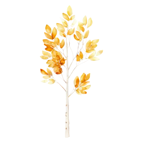 Aspen Tree with a narrow upright canopy of glowing gold, a tall white-trunked aspen with shimmering golden round leaves, watercolor painting, transparent background
