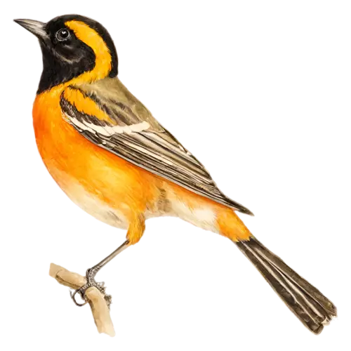 Baltimore Oriole perched on a branch in side profile, vivid flame-orange and black plumage, watercolor painting, transparent background