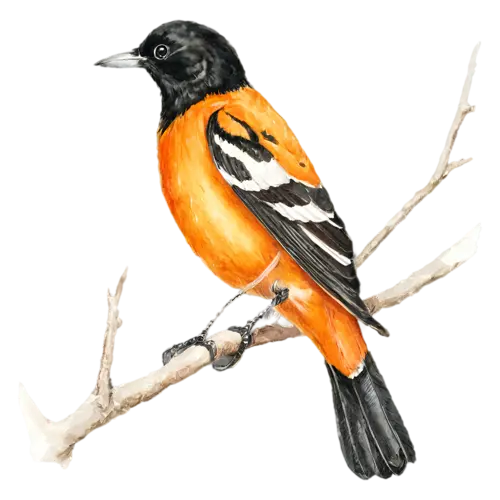 Baltimore Oriole on a slender branch looking forward, vivid flame-orange and black plumage, watercolor painting, transparent background