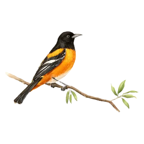 Baltimore Oriole perched with head turned, vivid flame-orange and black plumage, watercolor painting, transparent background