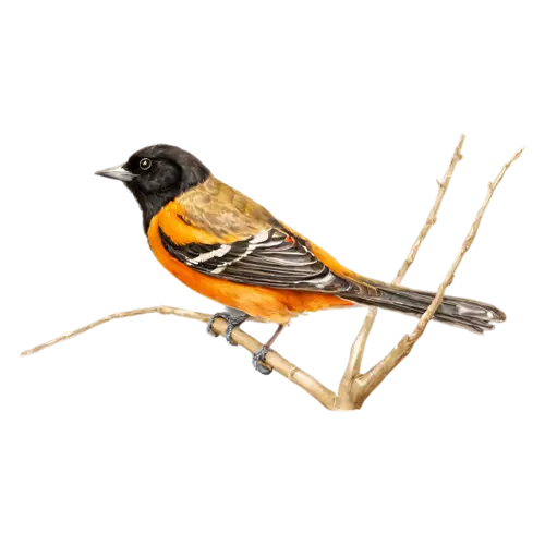 Baltimore Oriole on a leafy twig, vivid flame-orange and black plumage, watercolor painting, transparent background