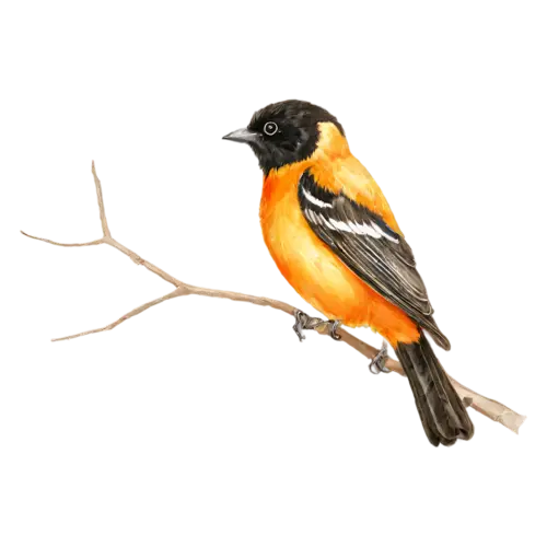 Baltimore Oriole on a branch showing fine feather detail, vivid flame-orange and black plumage, watercolor painting, transparent background