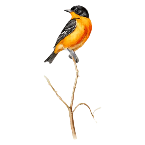 Baltimore Oriole alert on a thin branch, vivid flame-orange and black plumage, watercolor painting, transparent background