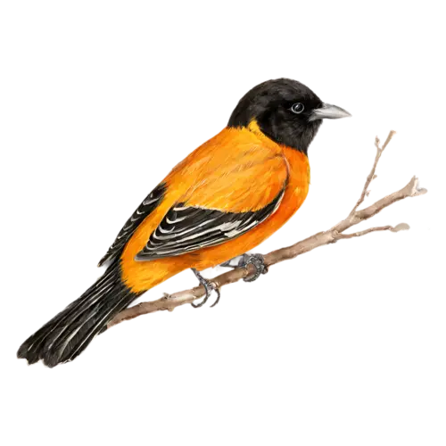Baltimore Oriole on a budding branch in three-quarter view, vivid flame-orange and black plumage, watercolor painting, transparent background