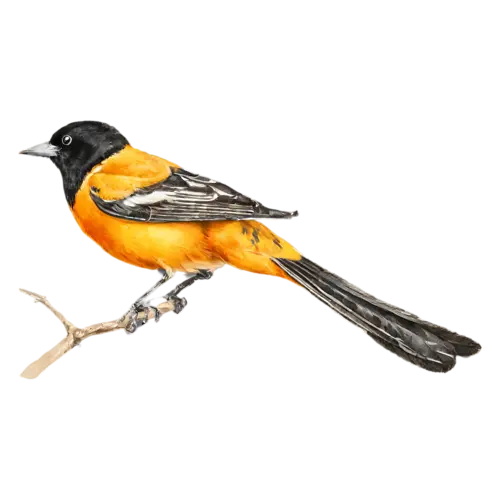 Baltimore Oriole perched calmly on a branch, vivid flame-orange and black plumage, watercolor painting, transparent background