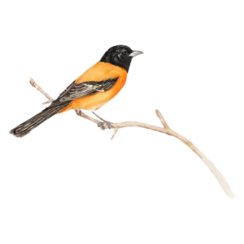 Baltimore Oriole on a branch painted in soft watercolor washes, vivid flame-orange and black plumage, watercolor painting, transparent background