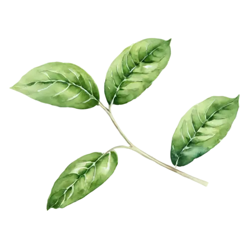 Basil watercolor clipart