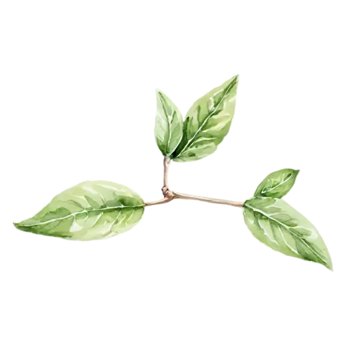 Basil with several glossy green leaves, broad glossy bright-green leaves with gently rippled edges, watercolor painting, transparent background