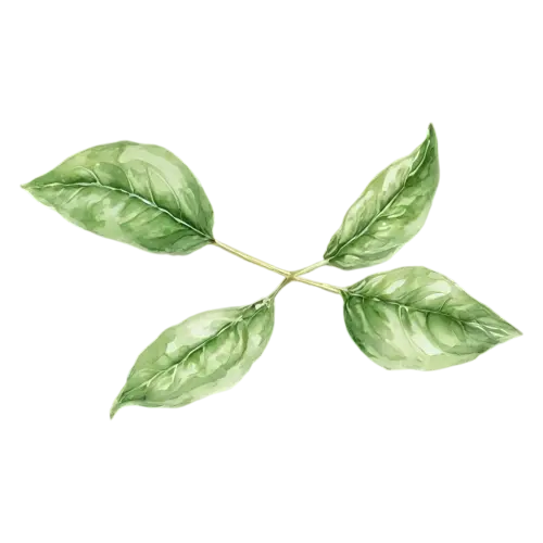 Basil Genovese variety with large smooth leaves, broad glossy bright-green leaves with gently rippled edges, watercolor painting, transparent background