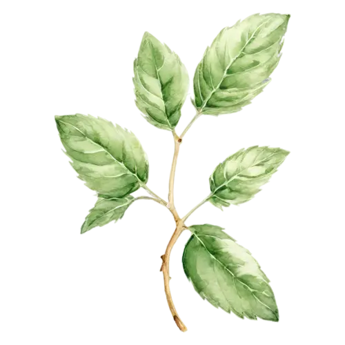 Basil with a tall stem and layered leaves, broad glossy bright-green leaves with gently rippled edges, watercolor painting, transparent background