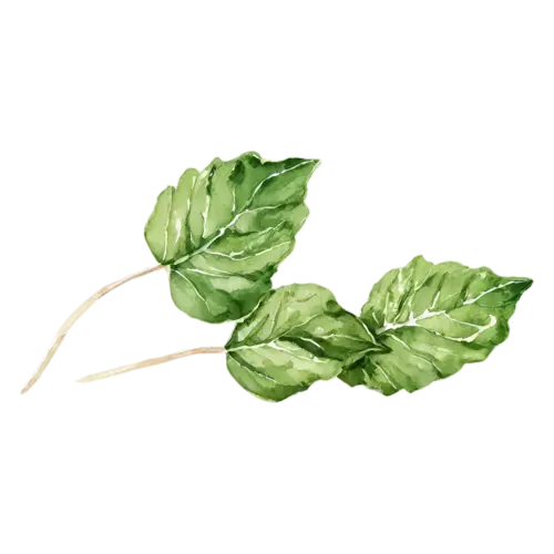 Basil lettuce-leaf variety with large crinkled leaves, broad glossy bright-green leaves with gently rippled edges, watercolor painting, transparent background