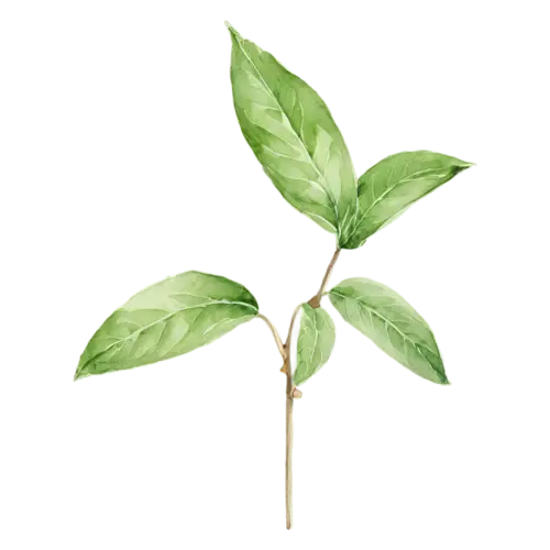 Basil with a small white flower spike at the top, broad glossy bright-green leaves with gently rippled edges, watercolor painting, transparent background