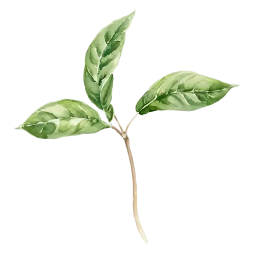 Basil Thai-basil variety with narrow pointed leaves, broad glossy bright-green leaves with gently rippled edges, watercolor painting, transparent background