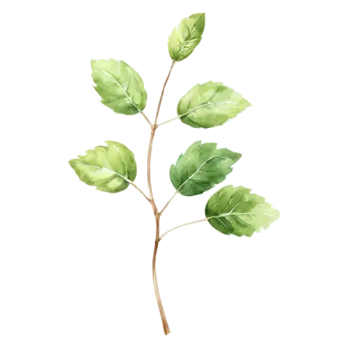 Basil with a single upright stem and paired leaves, broad glossy bright-green leaves with gently rippled edges, watercolor painting, transparent background