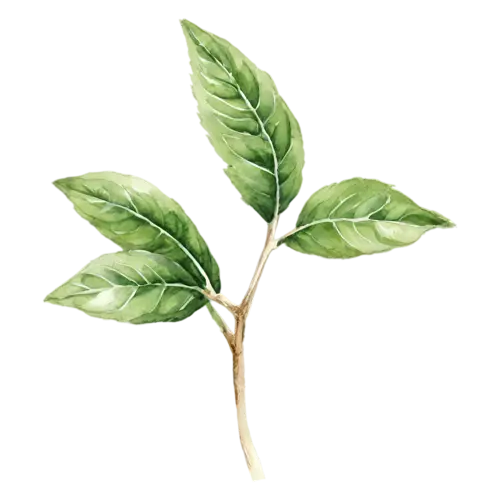 Basil bushy sprig with many small leaves, broad glossy bright-green leaves with gently rippled edges, watercolor painting, transparent background