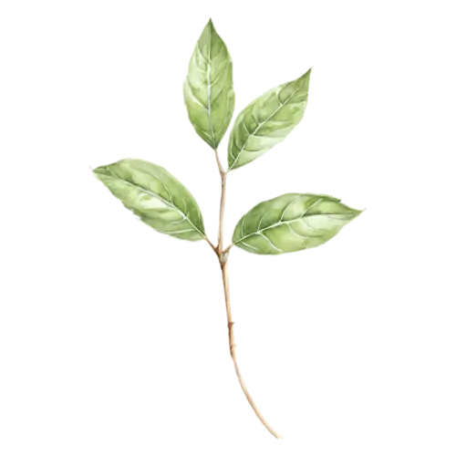 Basil with two broad leaves and a tender tip, broad glossy bright-green leaves with gently rippled edges, watercolor painting, transparent background