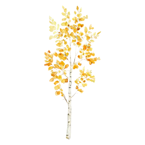 Birch Tree with slim white bark and golden-yellow leaves, a slender white-barked birch with a canopy of golden-yellow leaves, watercolor painting, transparent background