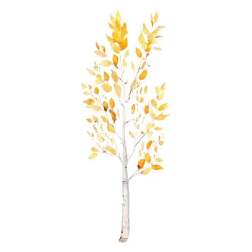 Birch Tree tall and graceful with bright yellow autumn foliage, a slender white-barked birch with a canopy of golden-yellow leaves, watercolor painting, transparent background