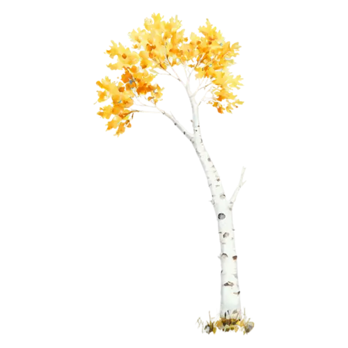 Birch Tree with peeling white bark and a delicate yellow canopy, a slender white-barked birch with a canopy of golden-yellow leaves, watercolor painting, transparent background
