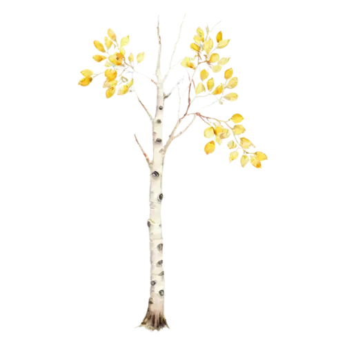 Birch Tree young birch with soft lemon-yellow leaves, a slender white-barked birch with a canopy of golden-yellow leaves, watercolor painting, transparent background