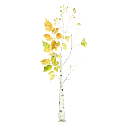 Birch Tree with airy golden leaves and a slim white trunk, a slender white-barked birch with a canopy of golden-yellow leaves, watercolor painting, transparent background