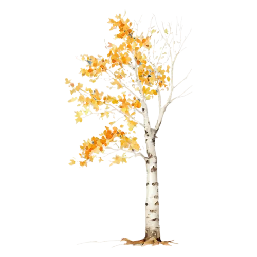 Birch Tree showing a mix of green and yellow turning leaves, a slender white-barked birch with a canopy of golden-yellow leaves, watercolor painting, transparent background