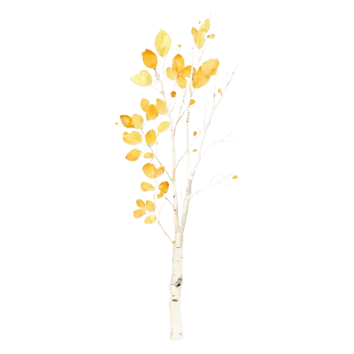 Birch Tree with a narrow upright canopy of amber-yellow leaves, a slender white-barked birch with a canopy of golden-yellow leaves, watercolor painting, transparent background