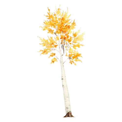 Birch Tree windswept with golden leaves drifting down, a slender white-barked birch with a canopy of golden-yellow leaves, watercolor painting, transparent background