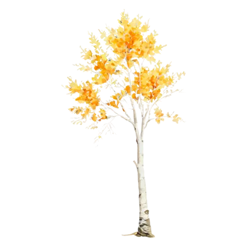 Birch Tree elegant with pale bark and warm yellow foliage, a slender white-barked birch with a canopy of golden-yellow leaves, watercolor painting, transparent background