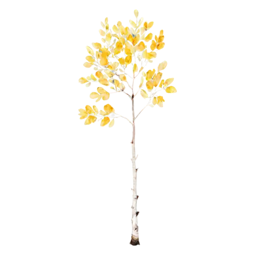 Birch Tree with a light open canopy of bright gold leaves, a slender white-barked birch with a canopy of golden-yellow leaves, watercolor painting, transparent background