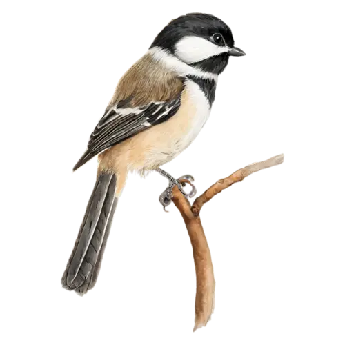 Black-capped Chickadee on a slender branch looking forward, a crisp black cap and bib, watercolor painting, transparent background