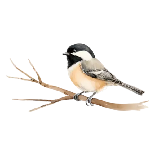 Black-capped Chickadee alert on a thin branch, a crisp black cap and bib, watercolor painting, transparent background