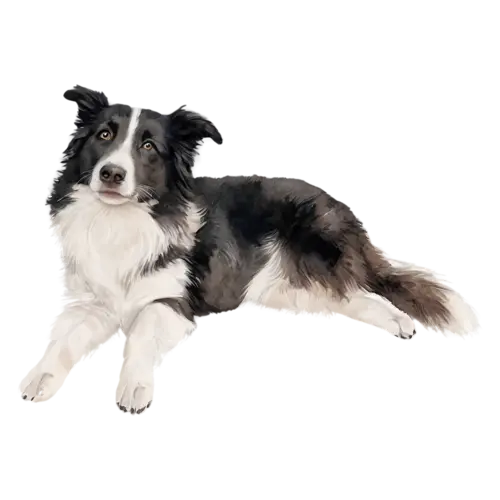 Border Collie sitting facing forward with ears perked, sleek black-and-white markings, watercolor painting, transparent background
