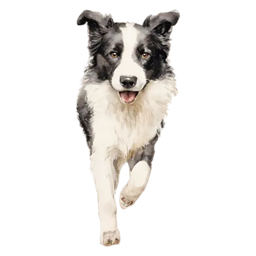 Border Collie lying down with paws stretched forward, sleek black-and-white markings, watercolor painting, transparent background